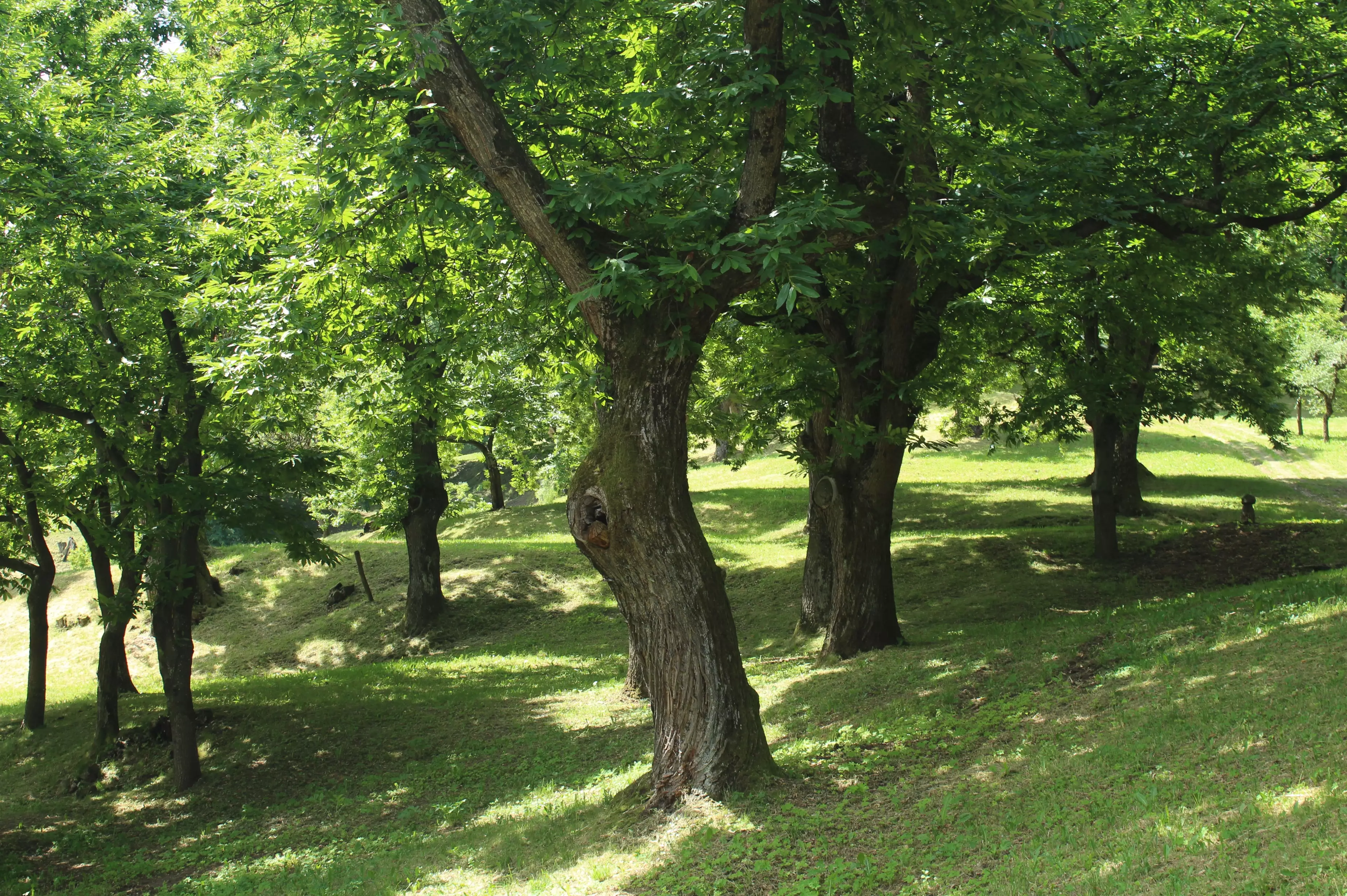 Castagneto in valle Varaita